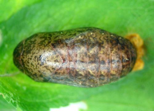 Thecla betulae