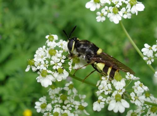 Stratiomys potamida