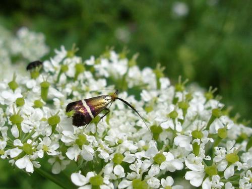 Adela australis