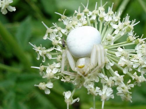 Misumena vatia