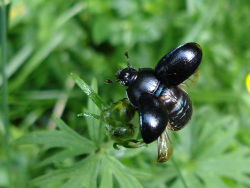 Anoplotrupes stercorosus
