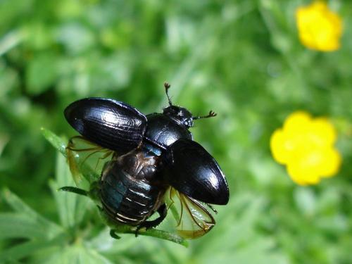 Anoplotrupes stercorosus