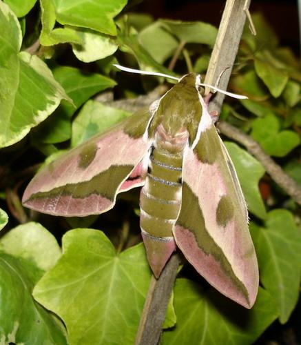 Réf. 20 624 : Hyles euphorbiae