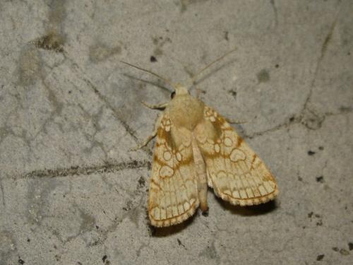 Réf. 20 563 : Dicycla oo