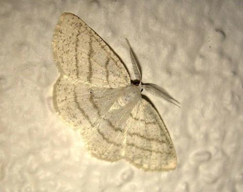 Réf. 20 654 : Cabera pusaria