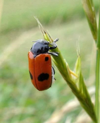 Réf. 20 716 : Clytra laeviuscula