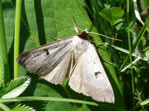 Lygephila pastinum