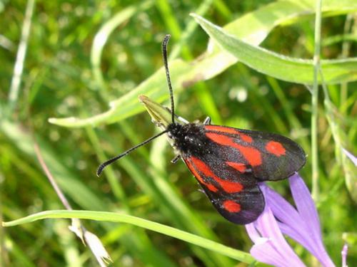Réf. 20 977 : Zygaena romeo