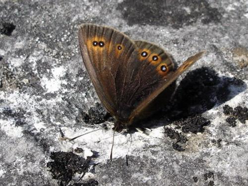 Réf. 20 949 : Erebia oeme