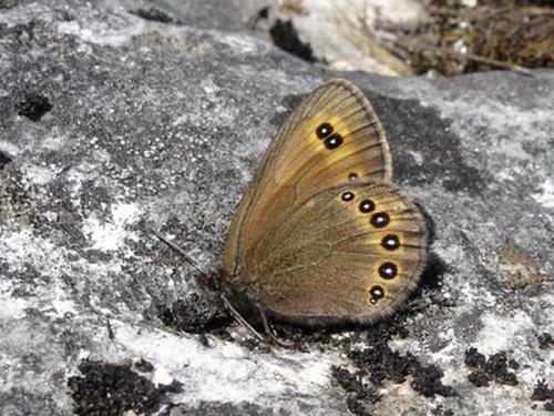 Réf. 20 950 : Erebia oeme