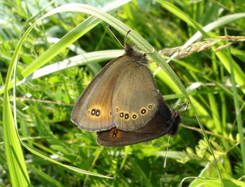 photo de papillon
