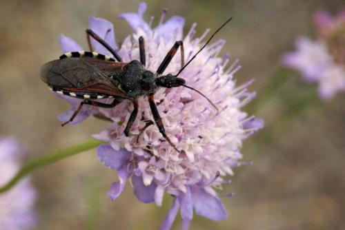 Réf. 20 896 : Rhynocoris sp.