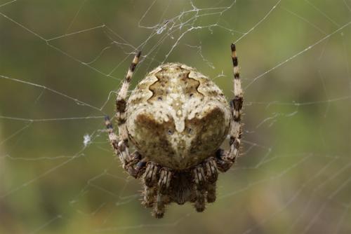 Araneus angulatus