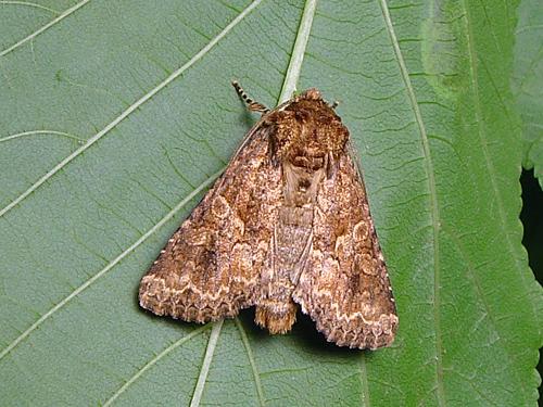 Réf. 20 677 : Conisania sp.