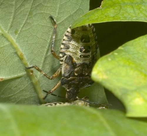 Réf. 20 358 : Pentatoma rufipes