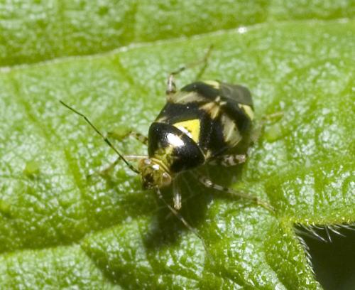 Liocoris tripustulatus