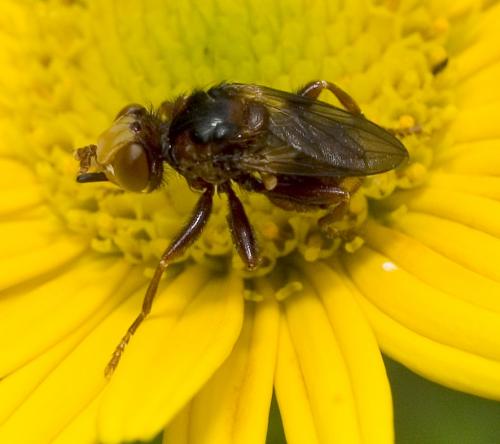 Réf. 20 764 : Sicus ferrugineus