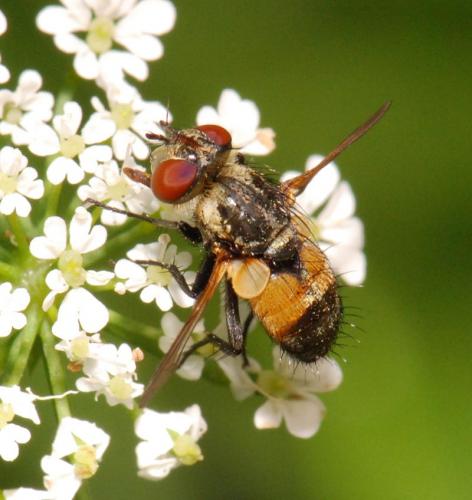 Réf. 20 921 : Eliozeta pellucens