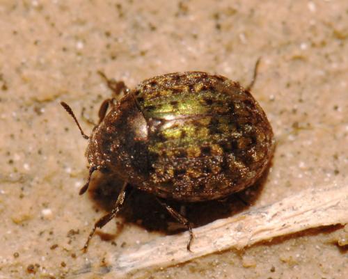 Réf. 20 953 : Cytilus sericeus