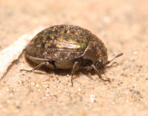 Réf. 20 954 : Cytilus sericeus