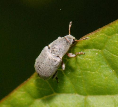 Bruchela rufipes