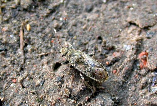 Heterogaster urticae