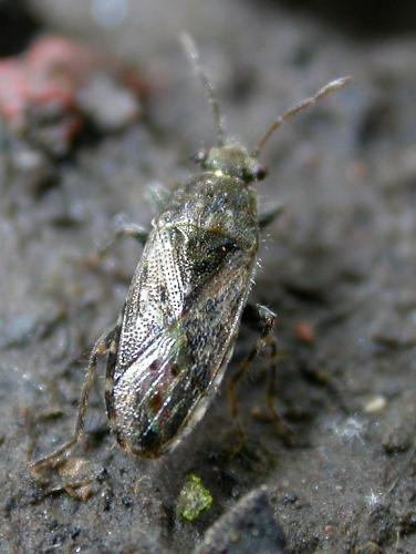 Heterogaster urticae