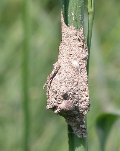 Réf. 20 424 : Agroeca sp.