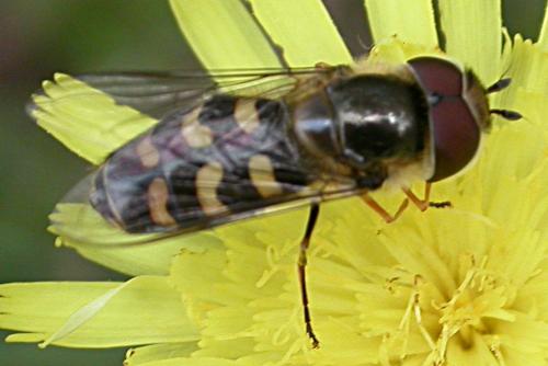 Scaeva selenitica