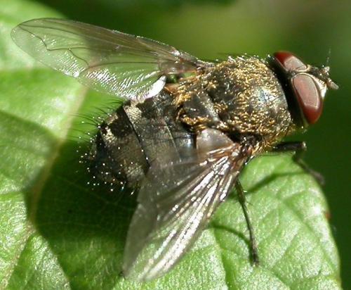 Pollenia sp.