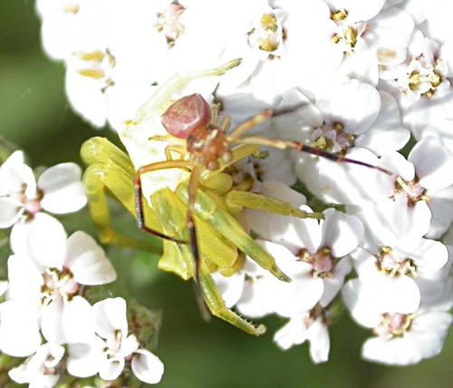 Thomisus onustus