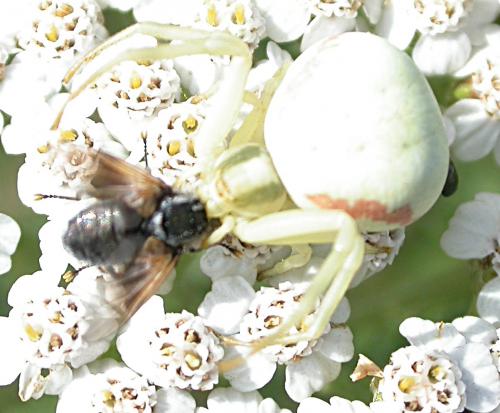 Misumena vatia