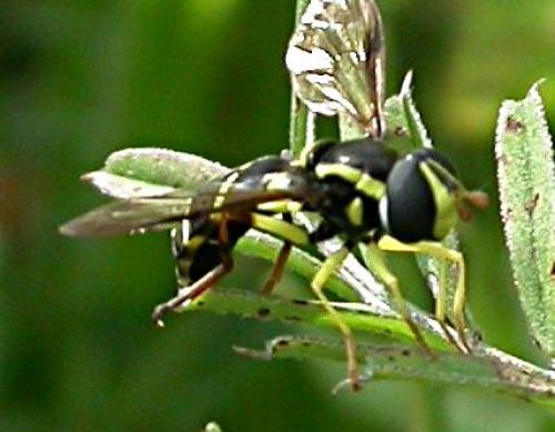 Philhelius sp.