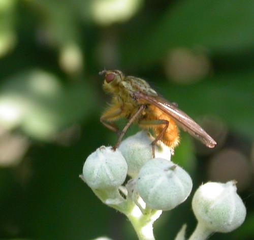 Scathophaga stercoraria