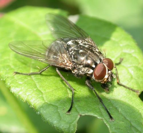 Polietes lardarius
