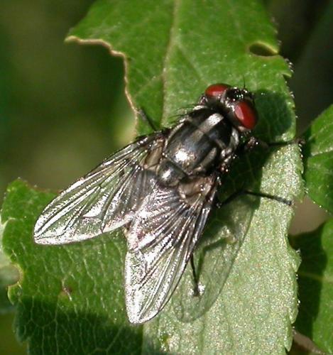 Réf. 20 855 : Morellia sp.