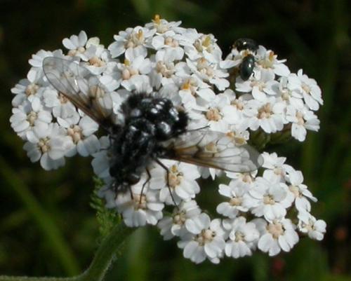 Réf. 20 425 : Bombylella atra