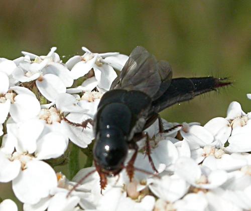 Réf. 20 507 : Quedius sp.