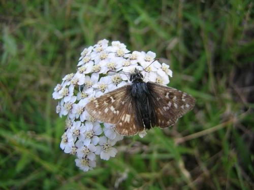 Pyrgus sp.