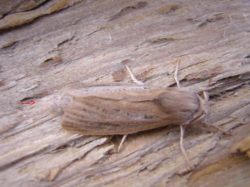 Phragmataecia castaneae