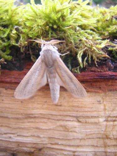 Phragmataecia castaneae