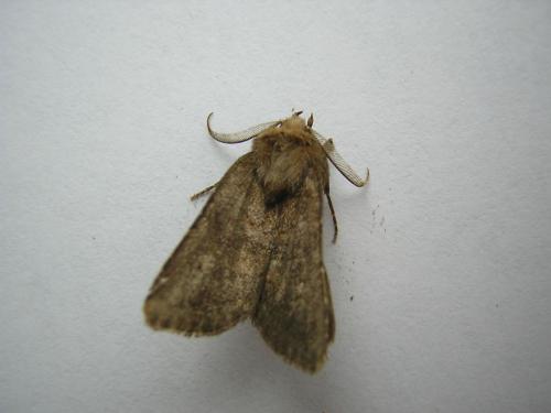 Réf. 20 593 : Charanyca ferruginea