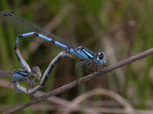 Enallagma cyathigerum