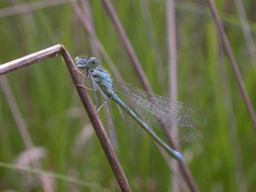 Réf. 20 675 : Coenagrion scitulum