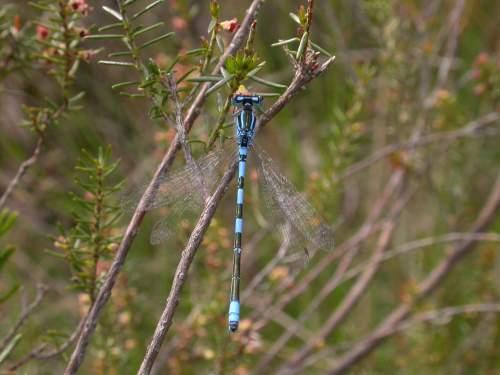 Réf. 20 676 : Coenagrion scitulum