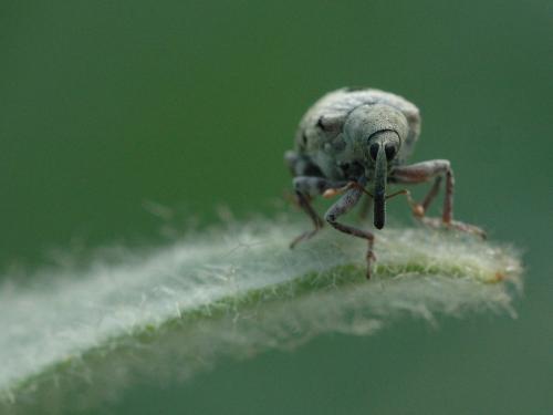 Réf. 20 515 : Cionus sp.