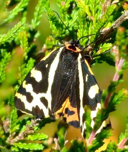Parasemia plantaginis
