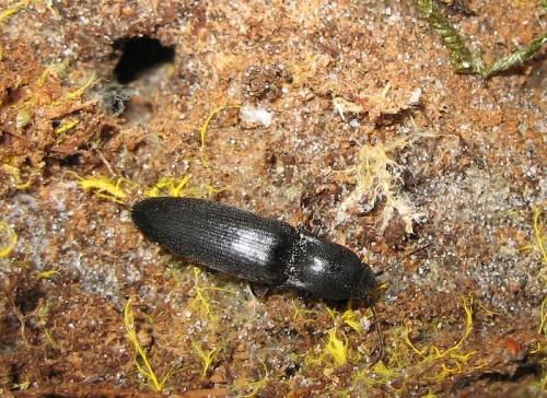 Réf. 20 443 : Ectinus aterrimus