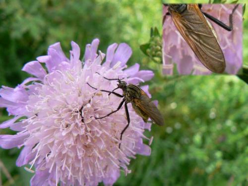 Empis tessellata
