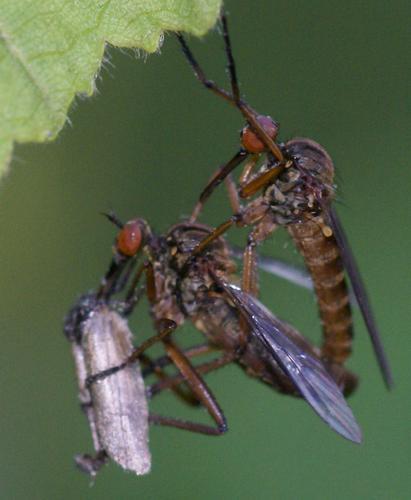 Réf. 20 645 : Empis sp.